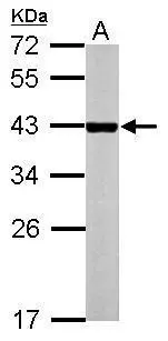 Sample (50 ug of whole cell lysate) A: mouse liver 12% SDS PAGE GTX113909 diluted at 1:1000