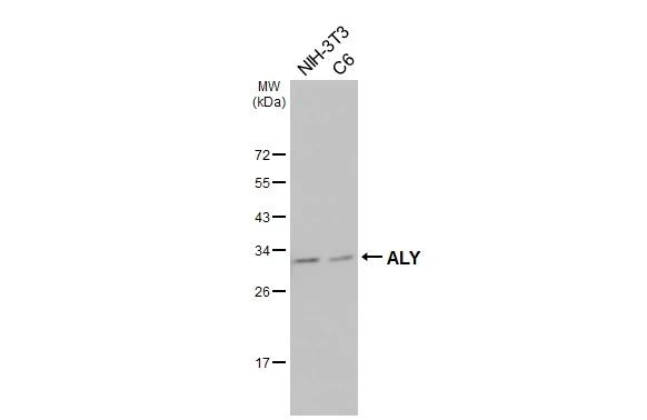 Various whole cell extracts (30 μg) were separated by 12% SDS-PAGE, and the membrane was blotted with ALY antibody (GTX113917) diluted at 1:1000. The HRP-conjugated anti-rabbit IgG antibody (GTX213110-01) was used to detect the primary antibody. Various whole cell extracts (30 μg) were separated by 12% SDS-PAGE, and the membrane was blotted with ALY antibody (GTX113917) diluted at 1:1000. The HRP-conjugated anti-rabbit IgG antibody (GTX213110-01) was used to detect the primary antibody.