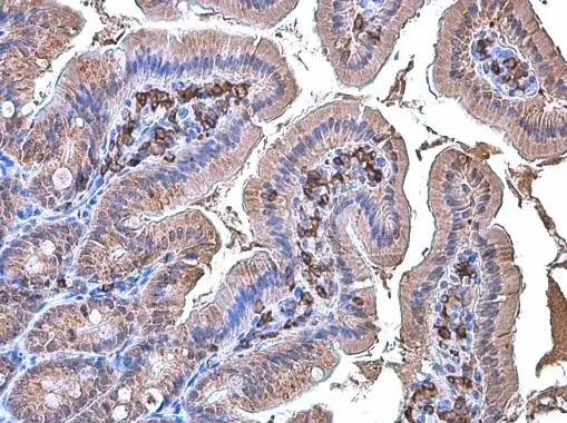Coronin 1A antibody [N1N3] detects Coronin 1A protein at cytoplasm in mouse duodenum by immunohistochemical analysis. Sample: Paraffin-embedded mouse duodenum. Coronin 1A antibody [N1N3] (GTX113931) diluted at 1:200.