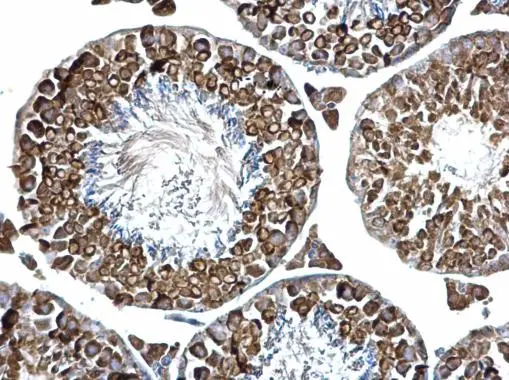 PABP antibody detects PABP protein at cytosol on mouse testis by immunohistochemical analysis. Sample: Paraffin-embedded mouse testis. PABP antibody (GTX113954) dilution: 1:500. 
 Antigen Retrieval: Trilogy? (EDTA based, pH 8.0) buffer, 15min