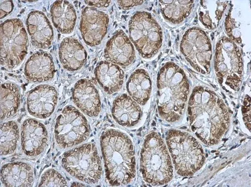 MST4 antibody [N2C3] detects MST4 protein at cytoplasm in rat colon by immunohistochemical analysis. Sample: Paraffin-embedded rat colon. MST4 antibody [N2C3] (GTX113976) diluted at 1:500. 
 Antigen Retrieval: Citrate buffer, pH 6.0, 15 min