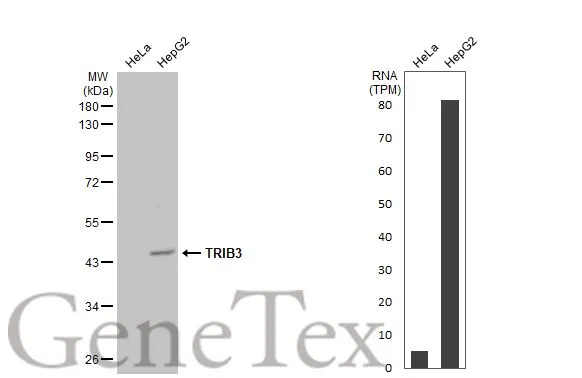 Various whole cell extracts (30 μg) were separated by 10% SDS-PAGE, and the membrane was blotted with TRIB3 antibody [N3C3] (GTX113991) diluted at 1:1000. The HRP-conjugated anti-rabbit IgG antibody (GTX213110-01) was used to detect the primary antibody. Corresponding RNA expression data for the same cell lines are based on Human Protein Atlas program.