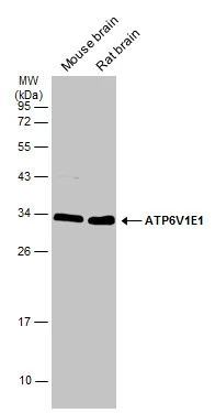 ATP6V1E1 antibody