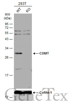 Wild-type (WT) and COMT knockout (KO) HEK293T cell extracts (30 μg) were separated by 12% SDS-PAGE, and the membrane was blotted with COMT antibody (GTX114062) diluted at 1:500. The HRP-conjugated anti-rabbit IgG antibody (GTX213110-01) was used to detect the primary antibody.