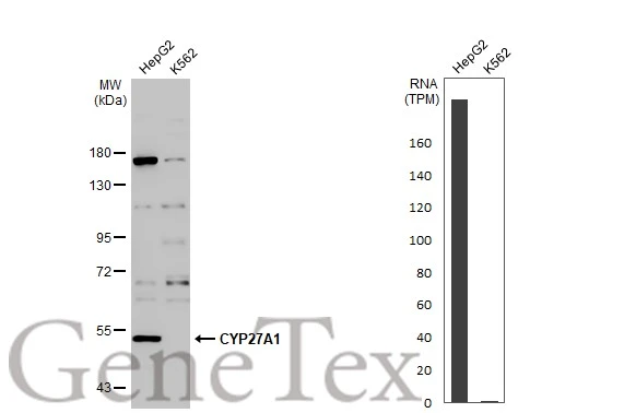 Various whole cell extracts (30 μg) were separated by 7.5% SDS-PAGE, and the membrane was blotted with CYP27A1 antibody (GTX114065) diluted at 1:1000. The HRP-conjugated anti-rabbit IgG antibody (GTX213110-01) was used to detect the primary antibody. Corresponding RNA expression data for the same cell lines are based on Human Protein Atlas program.