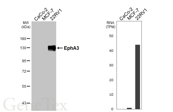 Various whole cell extracts (30 μg) were separated by 7.5% SDS-PAGE, and the membrane was blotted with EphA3 antibody [N1N3] (GTX114067) diluted at 1:1500. The HRP-conjugated anti-rabbit IgG antibody (GTX213110-01) was used to detect the primary antibody. Corresponding RNA expression data for the same cell lines are based on Human Protein Atlas program.