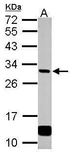 Sample (50 μg of whole cell lysate) A: rat liver 12% SDS PAGE GTX114075 diluted at 1:1000 The HRP-conjugated anti-rabbit IgG antibody (GTX213110-01) was used to detect the primary antibody.