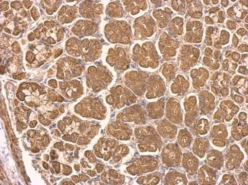 NDUFS8 antibody detects NDUFS8 protein at on mouse stomach by immunohistochemical analysis. Sample: Paraffin-embedded mouse stomach. NDUFS8 antibody (GTX114119) dilution: 1:500.
Antigen Retrieval: Trilogy? (EDTA based, pH 8.0) buffer, 15min