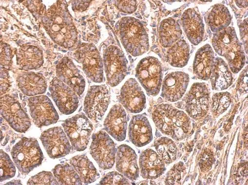 NDUFS8 antibody detects NDUFS8 protein at on mouse intestine by immunohistochemical analysis. Sample: Paraffin-embedded mouse intestine. NDUFS8 antibody (GTX114119) dilution: 1:500. 
 Antigen Retrieval: Trilogy? (EDTA based, pH 8.0) buffer, 15min