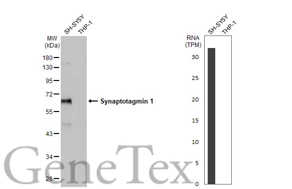 Various whole cell extracts (30 Aμg) were separated by 10% SDS-PAGE, and the membrane was blotted with Synaptotagmin 1 antibody [N1C2] (GTX114124) diluted at 1:10000. The HRP-conjugated anti-rabbit IgG antibody (GTX213110-01) was used to detect the primary antibody, and the signal was developed with Trident ECL plus-Enhanced. Corresponding RNA expression data for the same cell lines are based on Human Protein Atlas program.