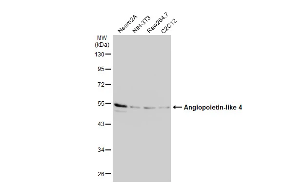 Various whole cell extracts (30 μg) were separated by 10% SDS-PAGE, and the membrane was blotted with Angiopoietin-like 4 antibody [N1C2] (GTX114198) diluted at 1:500. The HRP-conjugated anti-rabbit IgG antibody (GTX213110-01) was used to detect the primary antibody.