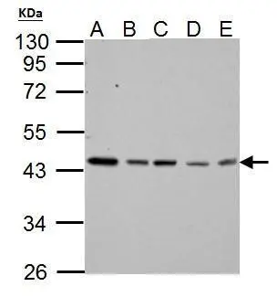 Various whole cell extracts (30 ug) were separated by 10% SDS-PAGE,and the membrane was blotted with TDP43 antibody (GTX114210) diluted at 1:1000. The HRP-conjugated anti-rabbit IgG antibody (GTX213110-01) was used to detect the primary antibody.