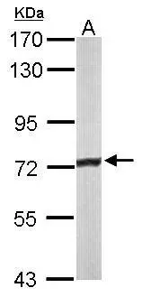 Sample (50 μg of whole cell lysate) A: mouse liver 7.5% SDS PAGE GTX114232 diluted at 1:3000 The HRP-conjugated anti-rabbit IgG antibody (GTX213110-01) was used to detect the primary antibody.
