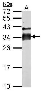 Sample (50 ug of whole cell lysate) A: mouse testis 12% SDS PAGE GTX114236 diluted at 1:500