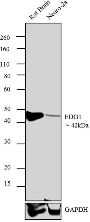 WB analysis of rat Brain (Lane 1) and Neuro- 2a (Lane 2) lysate using GTX11424 EDG1 antibody. Dilution : 2 microg/ml WB analysis of rat Brain (Lane 1) and Neuro- 2a (Lane 2) lysate using GTX11424 EDG1 antibody. Dilution : 2 microg/ml
