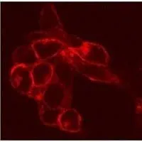 ICC/IF analysis of S1P1 transfected CCL39 cells using GTX11424 EDG1 antibody.
