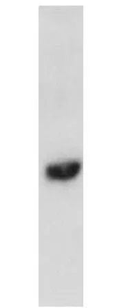 WB analysis of transfected HEK293 cell lysate using GTX11424 EDG1 antibody.