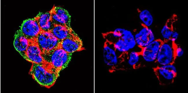ICC/IF analysis of 293 cells using GTX11425 SNTB2 antibody [1351]. Cells were probed without (right) or with (left) an antibody. Green : Primary antibody Blue : Nuclei Red : Actin Fixation : formaldehyde Dilution : 1:20 overnight at 4oC