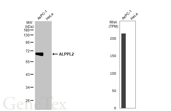 Various whole cell extracts (30 μg) were separated by 10% SDS-PAGE, and the membrane was blotted with ALPPL2 antibody (GTX114250) diluted at 1:5000. The HRP-conjugated anti-rabbit IgG antibody (GTX213110-01) was used to detect the primary antibody. Corresponding RNA expression data for the same cell lines are based on Human Protein Atlas program.
