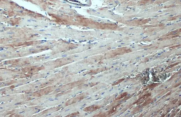 ASAH1 antibody detects ASAH1 protein at cytoplasm by immunohistochemical analysis. Sample: Paraffin-embedded mouse heart. ASAH1 stained by ASAH1 antibody (GTX114267) diluted at 1:500. Antigen Retrieval: Citrate buffer, pH 6.0, 15 min