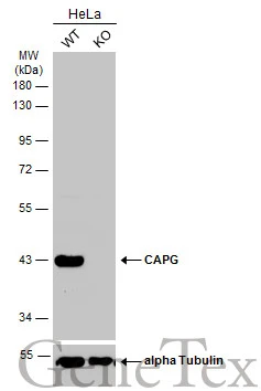 Wild-type (WT) and CAPG knockout (KO) HeLa cell extracts (30 μg) were separated by 10% SDS-PAGE, and the membrane was blotted with CAPG antibody [N3C3] (GTX114301) diluted at 1:3000. The HRP-conjugated anti-rabbit IgG antibody (GTX213110-01) was used to detect the primary antibody.