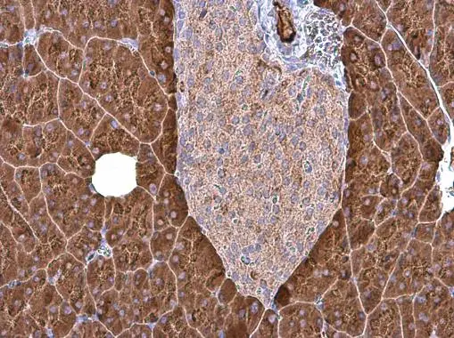 Carboxypeptidase B antibody [N3C3] detects Carboxypeptidase B protein at cytoplasm in mouse pancreas by immunohistochemical analysis. Sample: Paraffin-embedded mouse pancreas. Carboxypeptidase B antibody [N3C3] (GTX114334) diluted at 1:1000. 
 Antigen Retrieval: Citrate buffer, pH 6.0, 15 min