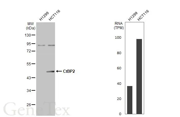 CtBP2 antibody [N1N3]