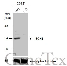 Wild-type (WT) and ECH1 knockout (KO) 293T cell extracts (30 μg) were separated by 10% SDS-PAGE, and the membrane was blotted with ECH1 antibody (GTX114374) diluted at 1:2000. The HRP-conjugated anti-rabbit IgG antibody (GTX213110-01) was used to detect the primary antibody. Wild-type (WT) and ECH1 knockout (KO) 293T cell extracts (30 μg) were separated by 10% SDS-PAGE, and the membrane was blotted with ECH1 antibody (GTX114374) diluted at 1:2000. The HRP-conjugated anti-rabbit IgG antibody (GTX213110-01) was used to detect the primary antibody.