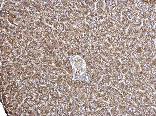ECHS1 antibody detects ECHS1 protein at mitochondria on mouse heart by immunohistochemical analysis. Sample: Paraffin-embedded mouse heart. ECHS1 antibody (GTX114375) dilution: 1:500.  Antigen Retrieval: Trilogy? (EDTA based,pH 8.0) buffer,15min