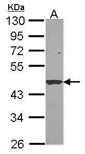 Sample (30 ug of whole cell lysate) A: Hela 10% SDS PAGE M/NEI antibody GTX114377 diluted at 1:1000 