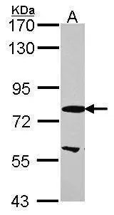 Sample (30 ug of whole cell lysate) A: A549 7.5% SDS PAGE EMAP-1 antibody GTX114381 diluted at 1:1000 