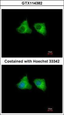 Immunofluorescence analysis of methanol-fixed A549,using EML1(GTX114382) antibody at 1:500 dilution.