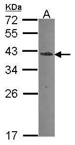 Sample (30 ug of whole cell lysate) A: A549 12% SDS PAGE GTX114385 diluted at 1:500 