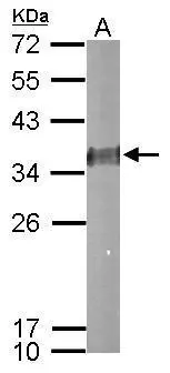 Sample (50 ug of whole cell lysate) A: mouse brain 12% SDS PAGE GTX114391 diluted at 1:1000