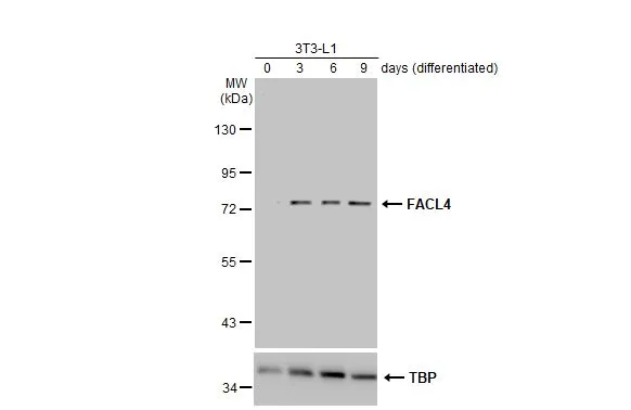 Various whole cell extracts (30 μg) were separated by 7.5% SDS-PAGE, and the membrane was blotted with FACL4 antibody [N1N3] (GTX114399) diluted at 1:1000. The HRP-conjugated anti-rabbit IgG antibody (GTX213110-01) was used to detect the primary antibody.