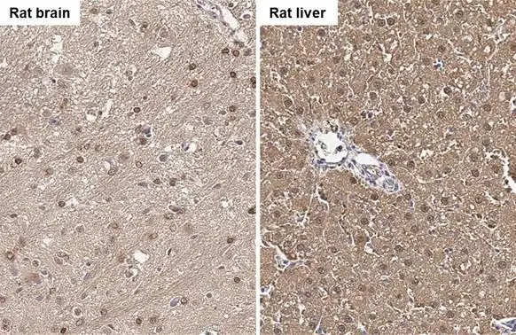 FAH antibody detects FAH protein by immunohistochemical analysis. Sample: Paraffin-embedded rat tissues. FAH stained by FAH antibody (GTX114400) diluted at 1:500. Antigen Retrieval: Citrate buffer, pH 6.0, 15 min