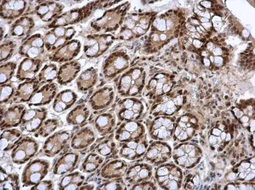 FOXI1 antibody [N2C3] detects FOXI1 protein at cytoplasm and nucleus in mouse colon by immunohistochemical analysis. Sample: Paraffin-embedded mouse colon. FOXI1 antibody [N2C3] (GTX114408) diluted at 1:500. 
 Antigen Retrieval: Citrate buffer, pH 6.0, 15 min