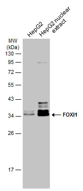 HepG2 whole cell and nuclear extracts (30 μg) were separated by 12% SDS-PAGE, and the membrane was blotted with FOXI1 antibody [N2C3] (GTX114408) diluted at 1:1000. The HRP-conjugated anti-rabbit IgG antibody (GTX213110-01) was used to detect the primary antibody.