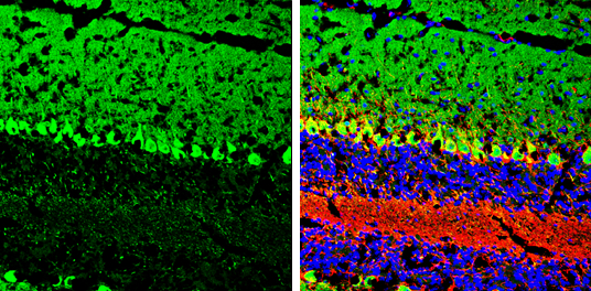 GNAO1 antibody detects GNAO1 protein by immunohistochemical analysis. Sample: Frozen-sectioned mouse cerebellum. Green: GNAO1 stained by GNAO1 antibody (GTX114439) diluted at 1:250. Red: NF-H, stained by NF-H antibody [GT114] (GTX634289) diluted at 1:500. Blue: Fluoroshield with DAPI (GTX30920).