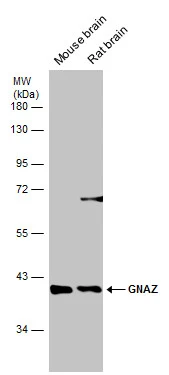 Various tissue extracts (50 μg) were separated by 10% SDS-PAGE, and the membrane was blotted with GNAZ antibody [N1C1] (GTX114441) diluted at 1:5000.