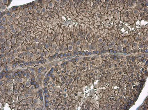 GNB1 antibody detects GNB1 protein at cell membrane in mouse testis by immunohistochemical analysis. Sample: Paraffin-embedded mouse testis. GNB1 antibody (GTX114442) diluted at 1:1000. 
 Antigen Retrieval: Citrate buffer, pH 6.0, 15 min