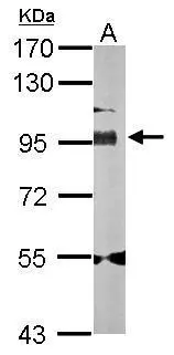 Sample (30 ug of whole cell lysate) A: Hela 7.5% SDS PAGE Golgin 97 antibody GTX114445 diluted at 1:1000 