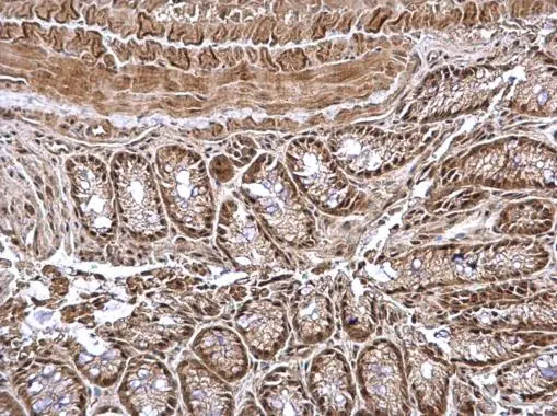CSN1 antibody detects CSN1 protein at nucleus on mouse colon by immunohistochemical analysis. Sample: Paraffin-embedded mouse colon. CSN1 antibody (GTX114450) dilution: 1:500. Antigen Retrieval: Trilogy? (EDTA based, pH 8.0) buffer, 15min