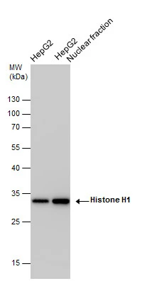 Histone H1 antibody detects Histone H1 protein by western blot analysis. HepG2 whole cell extracts and nuclear extracts (30 μg) were separated by 12% SDS-PAGE, and the membrane was blotted with Histone H1 antibody (GTX114462) at a dilution of 1:10000 and developed with Trident femto Western HRP Substrate (GTX14698). The HRP-conjugated anti-rabbit IgG antibody (GTX213110-01) was used to detect the primary antibody.