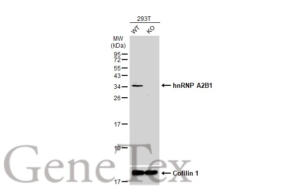 Wild-type (WT) and hnRNP A2B1 knockout (KO) 293T cell extracts (30 μg) were separated by 12% SDS-PAGE, and the membrane was blotted with hnRNP A2B1 antibody (GTX114475) diluted at 1:1000. The HRP-conjugated anti-rabbit IgG antibody (GTX213110-01) was used to detect the primary antibody.