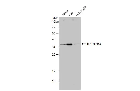 HSD17B3 antibody