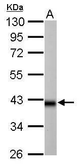 IDH3A antibody detects IDH3A protein by Western blot analysis. A. 50 μg rat brain lysate/extract 10 % SDS-PAGE IDH3A antibody (GTX114486) dilution: 1:10000