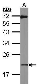 ISG20 antibody