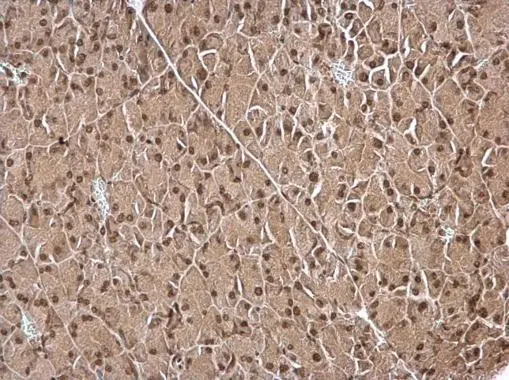 IPO5 antibody detects IPO5 protein at nucleus on mouse pancreas by immunohistochemical analysis. Sample: Paraffin-embedded mouse pancreas. IPO5 antibody (GTX114514) dilution: 1:500. 
 Antigen Retrieval: Trilogy? (EDTA based, pH 8.0) buffer, 15min