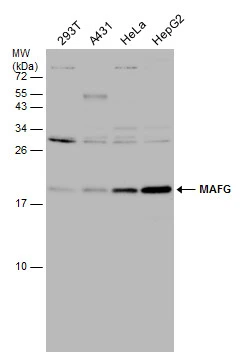 MAFG antibody detects MAFG protein at nucleus by immunofluorescent analysis.
